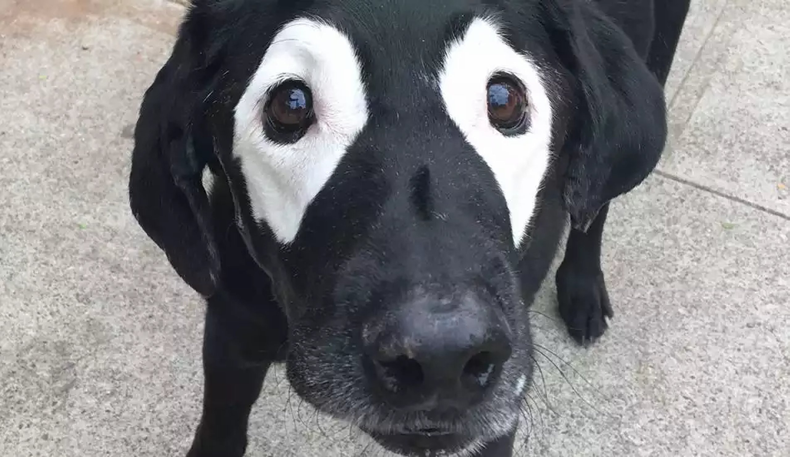 black dog with white spots.jpg